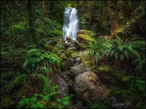 Wodospad Merriman w lesie Quinault