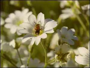 Kwiaty, Białe, Owad, Zbliżenie, Rogownica, Pszczoła