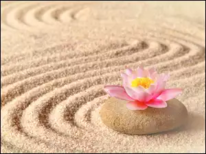 Kwiat lotosu i kamień na liniach na piasku