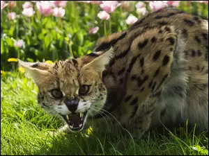 Zdenerwowany kot w trawie