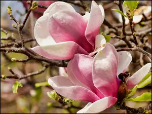 Różowe magnolie na gałązkach w zbliżeniu