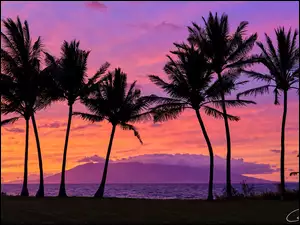 Wyspa Maui, Hawaje, Palmy, Chmury, Morze, Zachód słońca