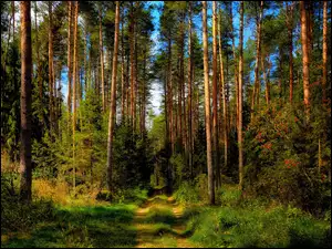 Ścieżka pośród drzew w zielonym lesie