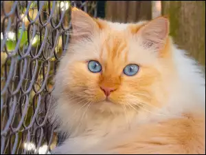 Rudawy niebieskooki kot przy ogrodzeniu