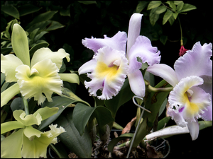 Storczyki, Kwiaty, Liście, Orchidea