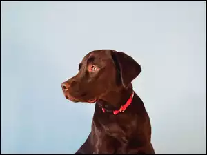 Labrador retriever, Obroża, Pies, Brązowy, Czerwona