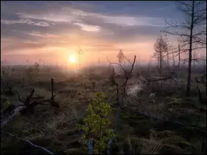 Kraj Permski, Rosja, Bagna, Wschód słońca, Ural, Drzewa