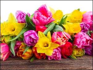 Tulipany, Narcyzy żonkile, Różowe, Czerwone, Żółte
