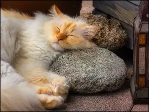 Rudawy kot śpiący na kamieniach