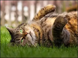 Bury kot leżący na grzbiecie na trawie