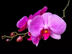 Orchidea, Pąki, Różowa, Kwiat, Storczyk