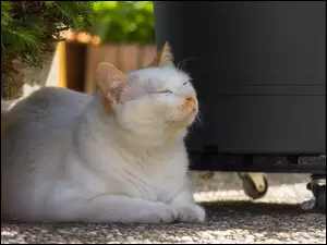 Śpiący pod krzewem biało-rudy kot
