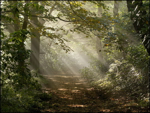Ścieżka, Przebijające światło, Drzewa, Las, Roślinność