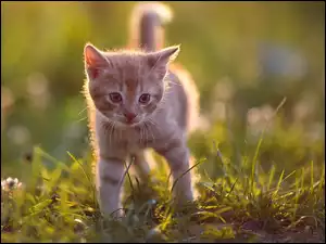 Mały kotek na trawie w blasku słońca