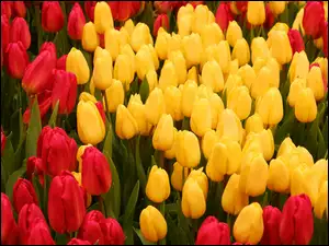 Tulipany, Kwiaty, Czerwone, Żółte