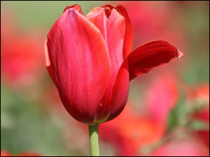 Tulipan, Płatek, Czerwony, Kwiat, Odchylony