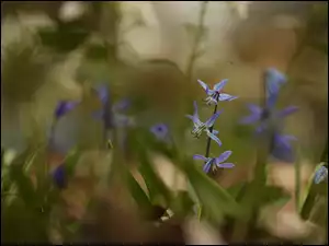 Niebieskie, Cebulice syberyjskie, Kwiaty