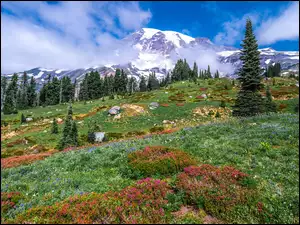 Chmury, Park Narodowy Mount Rainier, Drzewa, Stan Waszyngton, Góry, Łąka, Stany Zjednoczone, Stratowulkan Mount Rainier