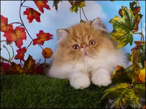 Puszysty kotek perski na trawie wśród gałązek