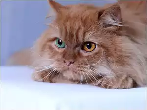 Kot z kolorowymi oczami