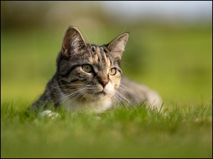 Bury koteczek w trawie