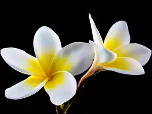 Plumerie, Kwiaty, Biało-żółte