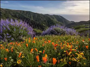 Kwiaty na wzgórzach w Sobranes Canyon