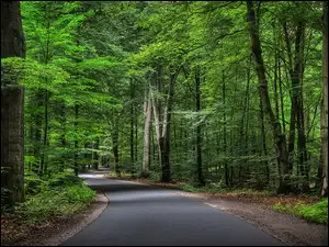 Asfaltowa droga między drzewami w zielonym lesie