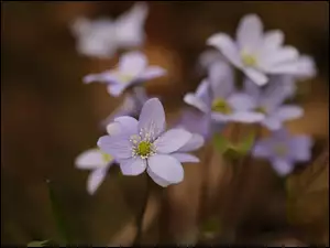 Kwiat, Przylaszczka, Liliowy