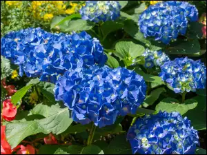 Hortensje, Kwiaty, Niebieskie, Rozświetlone