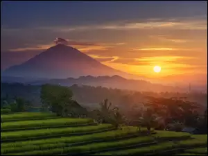 Indonezja, Mgła, Zachód słońca, Drzewa, Góry, Wulkan Agung, Uprawne, Pola, Tarasy ryżowe, Wyspa Bali