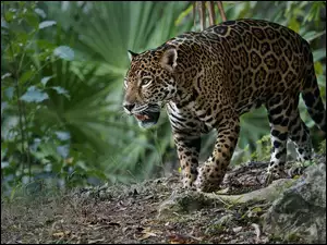 Jaguar w lesie
