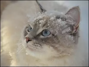 Błękitnooki kot pokryty śniegiem