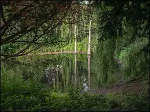 Jeziorko w lesie