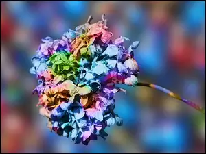 Hortensja, Kwiat, Kolorowa