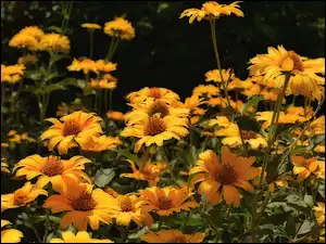 Zbliżenie, Kwiaty, Żółte, Słoneczniczki szorstkie