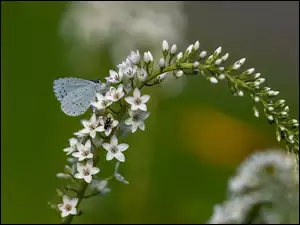 Modraszek wieszczek, Kwiaty, Motyl