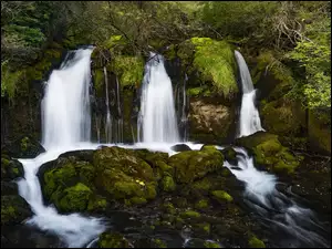 Wodospad na omszonej skale w zielonym lesie