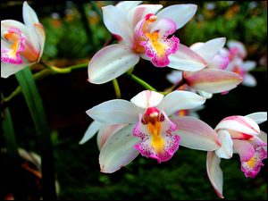 Orchidea, Biało-różowe, Kwiaty, Storczyki