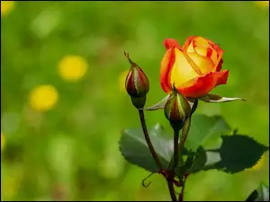 Kwiat róży i pąki na gałązce