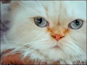Kot himalajski o niebieskich oczach w zbliżeniu