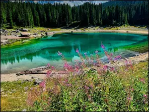 Kwiaty, Jezioro Karersee, Drzewa, Południowy Tyrol, Lago di Carezza, Roślinność, Włochy, Las