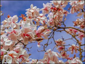 Gałązki, Magnolia, Biało-różowe, Kwiaty