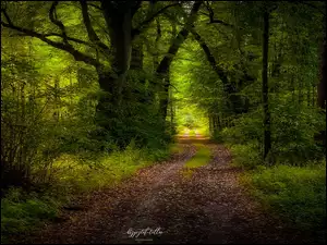 Droga w opadłych liściach przez zielony las