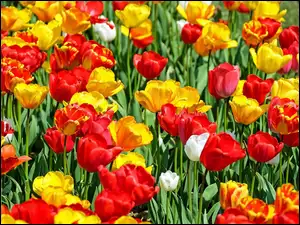 Kolorowe, Rozświetlone, Kwiaty, Tulipany