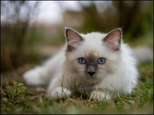Mały białe kotek birmański na trawie