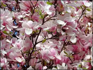 Gałązki, Biało-różowe, Magnolie, Kwiaty