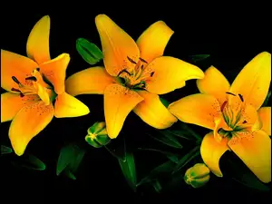 Trzy żółte lilie z pąkami na ciemnym tle