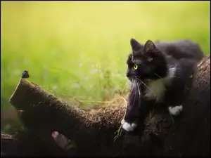 Biało-czarny kot i motyl na drzewie