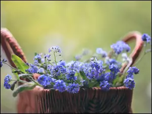 Koszyk, Niebieskie, Kwiaty, Niezapominajki
